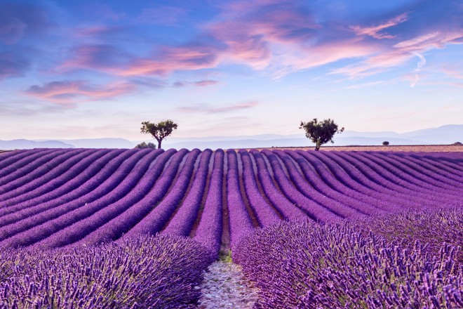Lavender fields, France
