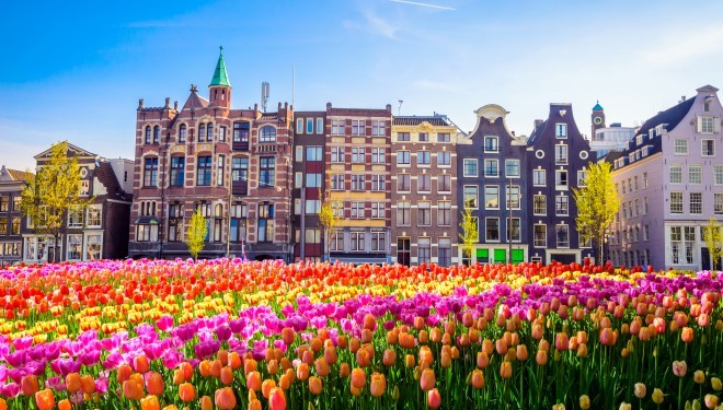 Tulip fields, Netherlands
