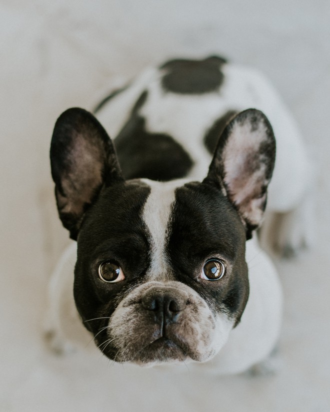 Französische Bulldogge.