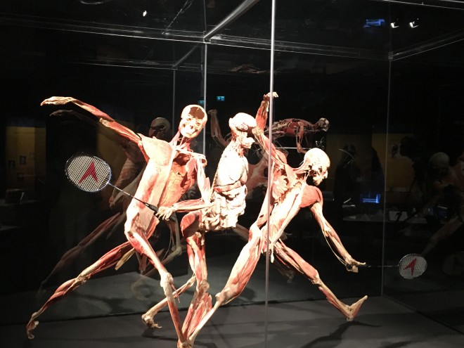 Bei der Ausstellung „Body Worlds Vital“ handelt es sich nicht um eine Wiederholung der Ausstellung „Bodies Revealed“.