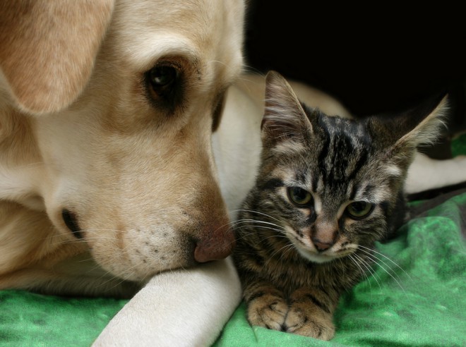 labrador retriever