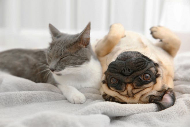 Mops
