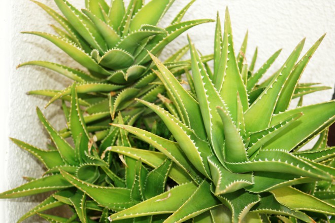Aloe vera 