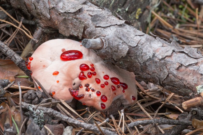 Hydnellum peckii