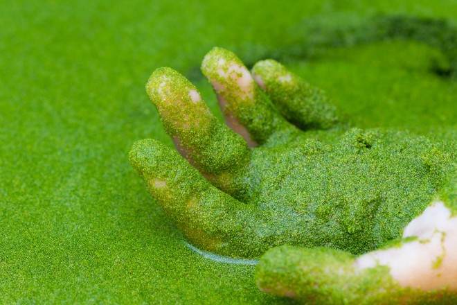 Wolffia globosa 