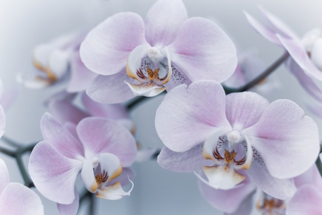 Orquídea
