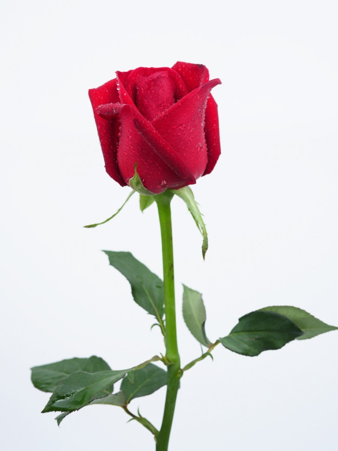 una rosa