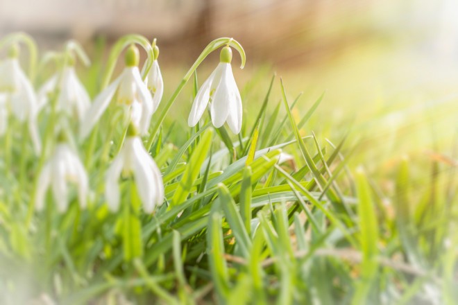 Na festiwalu dzwonów w Ogrodzie Botanicznym 2019 odbędzie się wydarzenie poświęcone zwykłemu dzwonkowi-