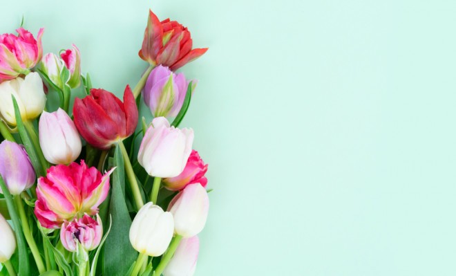 tulipanes