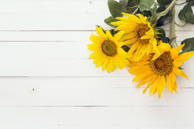 Girasoles