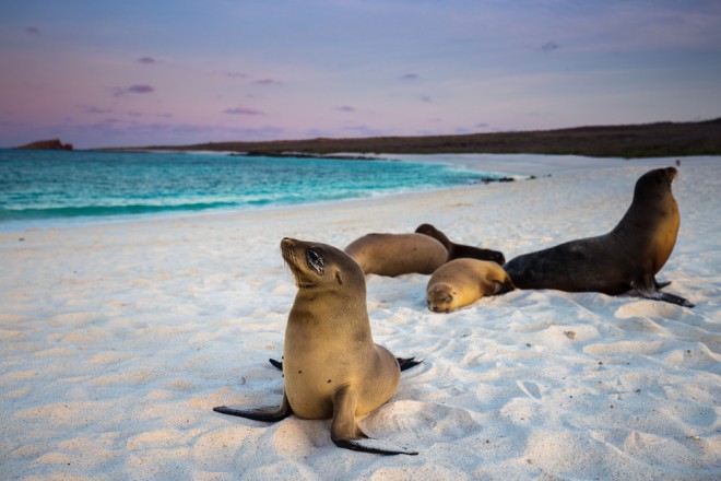 Les îles Galapagos sont un paradis pour les yeux !