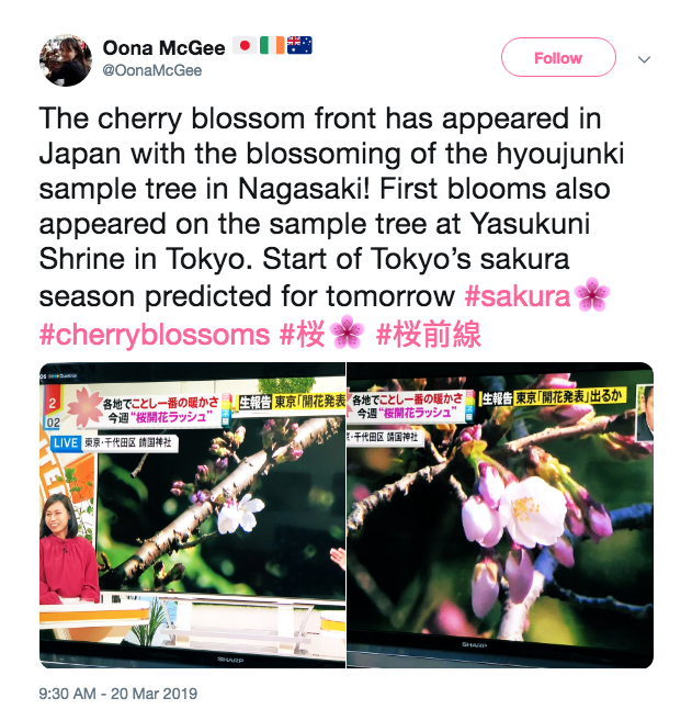 Na Japonskem so zacvetele češnje!