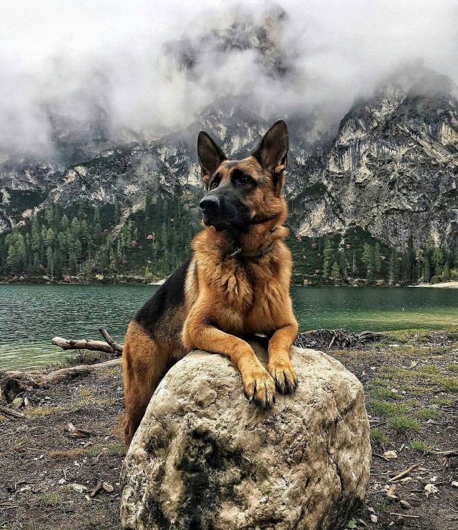 Nemški ovčar (Foto: IG @alefranz_kim.gsd)