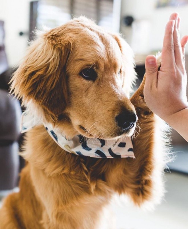 Zlati prinašalec (Foto: IG @goldenretrievers)