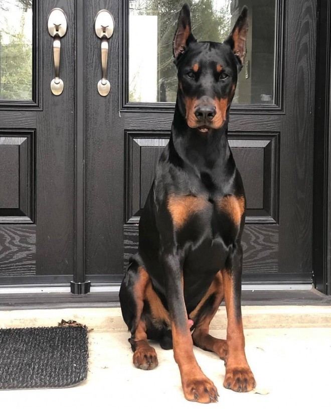 Doberman (Foto: IG @dobermandaily.ig)