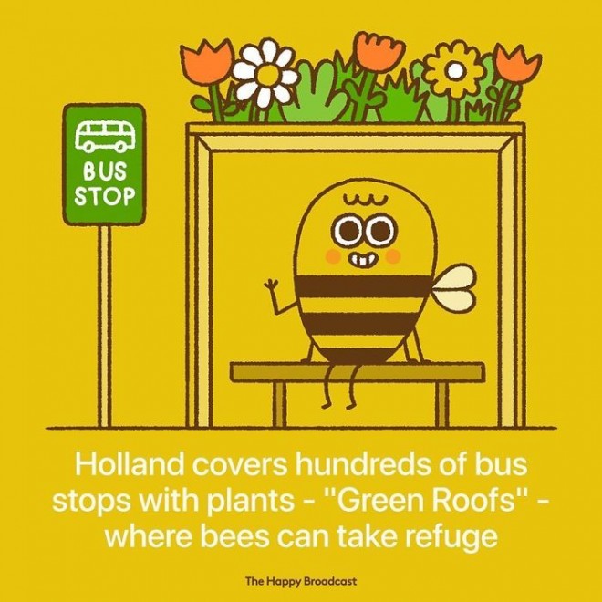 Bienen retten in den Niederlanden