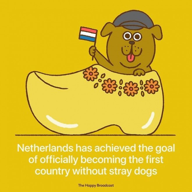 Die Niederlande sind das erste Land, in dem sie keine streunenden Hunde haben.