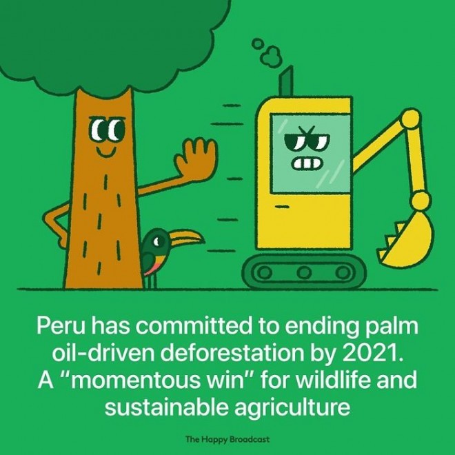 In Peru haben sie sich verpflichtet, keine Bäume für Palmöl zu fällen. 