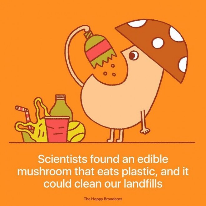 Wissenschaftler haben eine Pilzart entdeckt, die sich von Plastik ernähren kann.