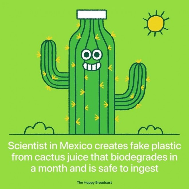 Mexikanische Wissenschaftler haben einen künstlichen Kunststoff aus Kaktussaft erfunden.