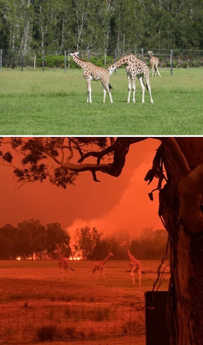Mogu ZOO