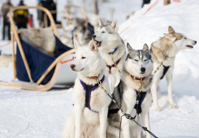 SelectBox gift packages insert with dog sled (Rogla)