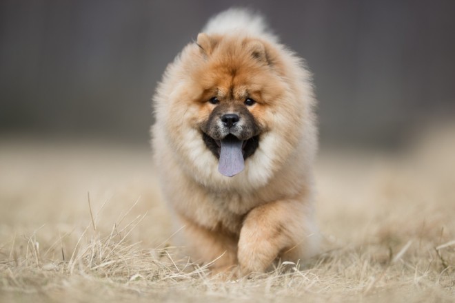 Chow-Chow