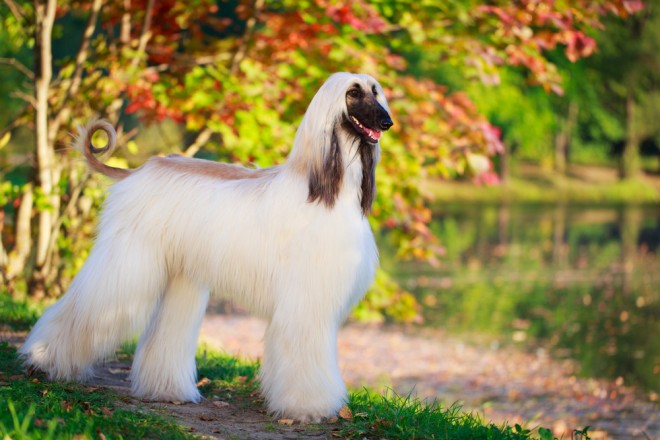 Afghanischer Windhund