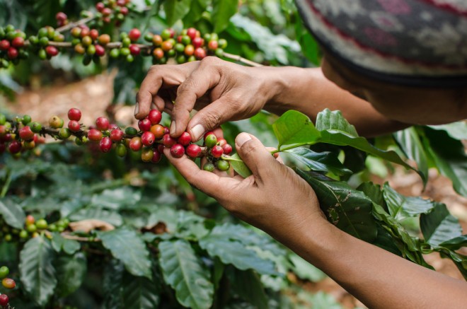 Cueillette du cacao