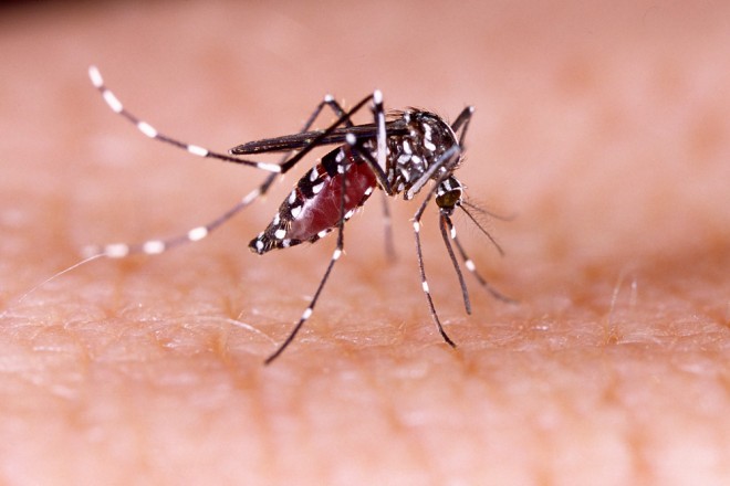The Zika virus is transmitted by the tropical mosquito (Aedes aegypti).