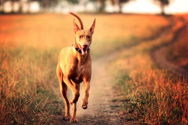 Der Hund des Pharaos