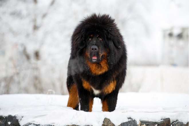 Tibetischer Mastiff