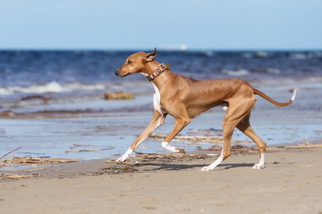 Azawak oder Tuareg Saluki