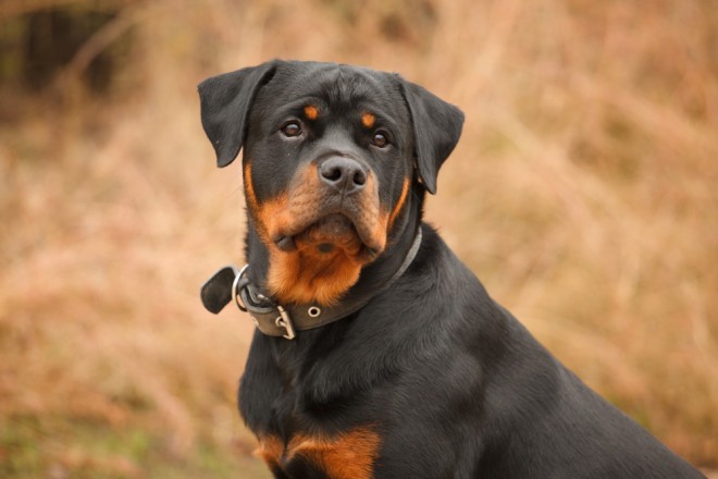 Rottweiler