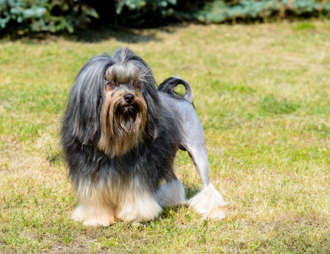 Kleiner Löwenhund 