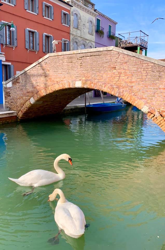 Swans on Buran (Photo: Facebook Marco Contessa)