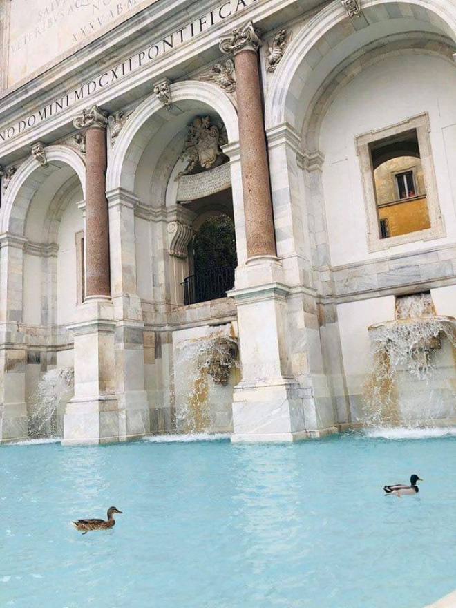 Ducks in Rome (Photo: Twitter Francesco Delrio @Cosodelirante)