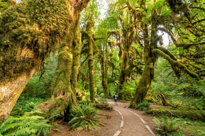 Parc national olympique, Washington