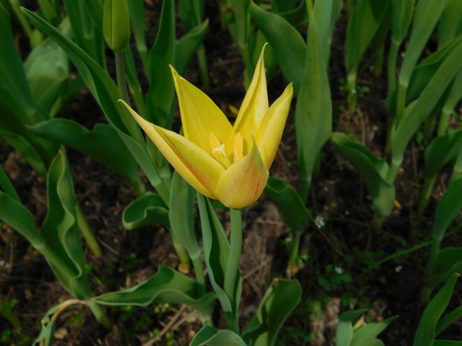 Tulipa na Floresta Mozir