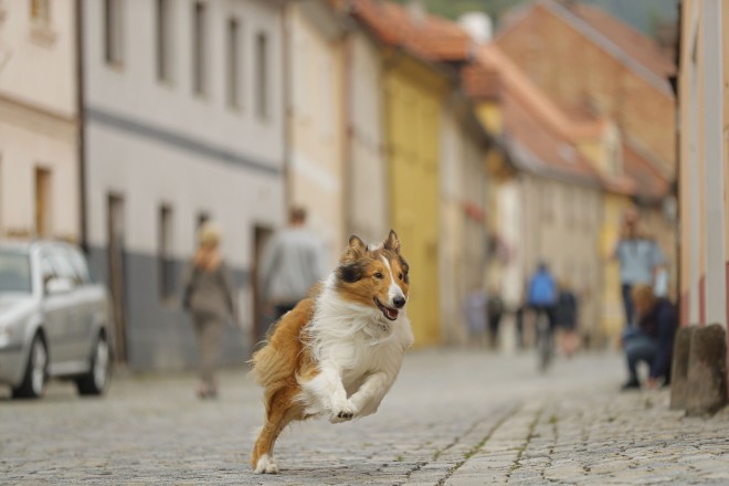 Lassie fugge e inizia un avventuroso viaggio attraverso la Germania.