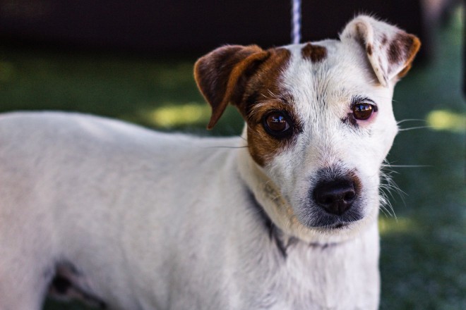 Jack Russel Terrier