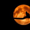 Foto: Pixabay / pexels