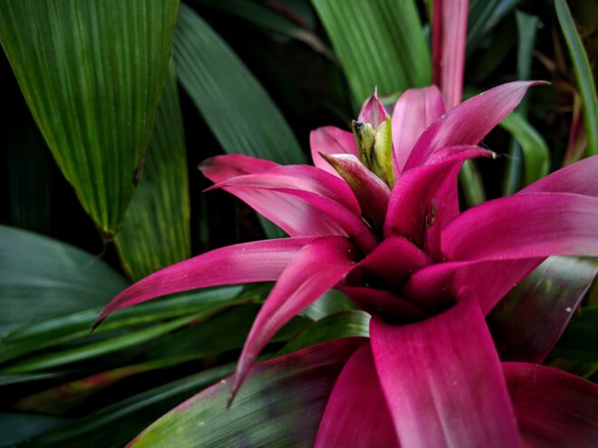 Bromeliad