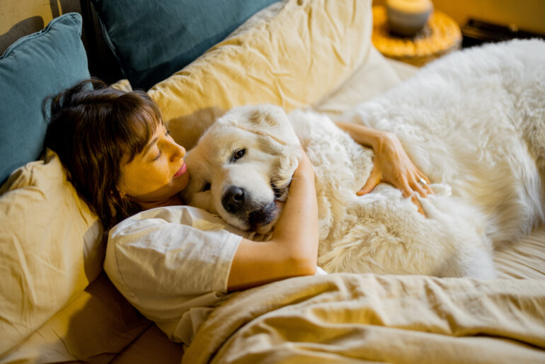 cama de cachorro