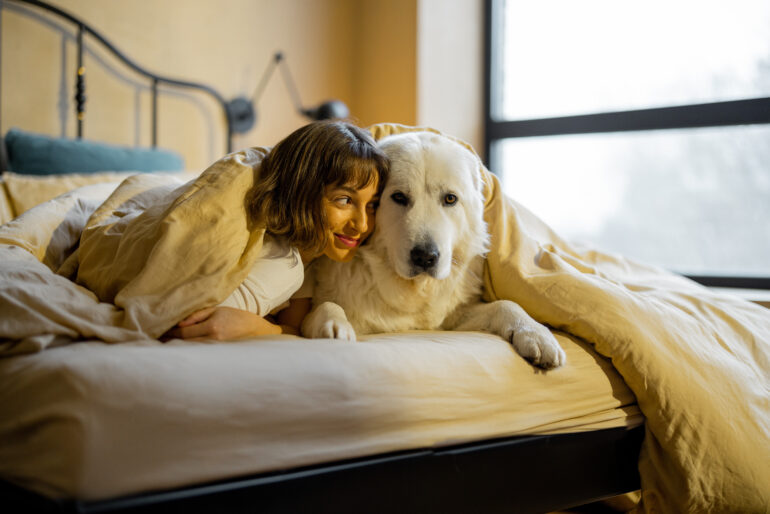 cama de cachorro