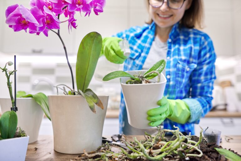 什么时候移植兰花合适？