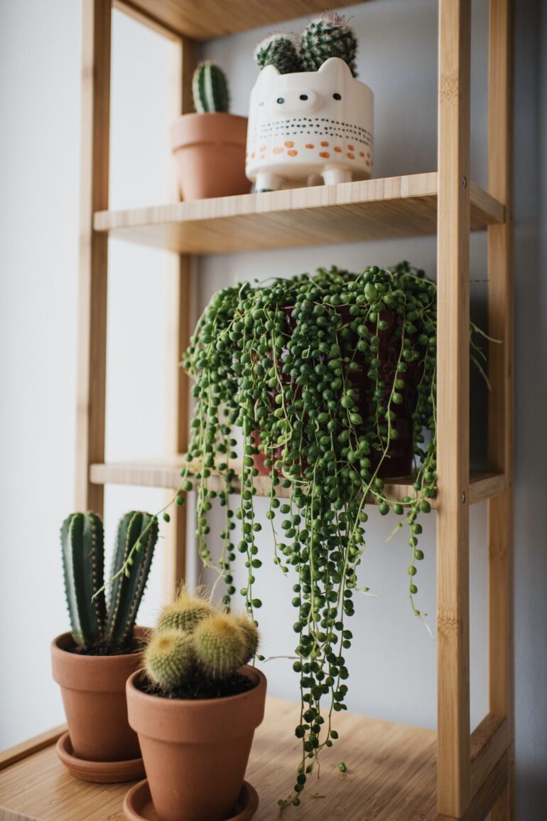 屋内植物の世話をするためのヒント