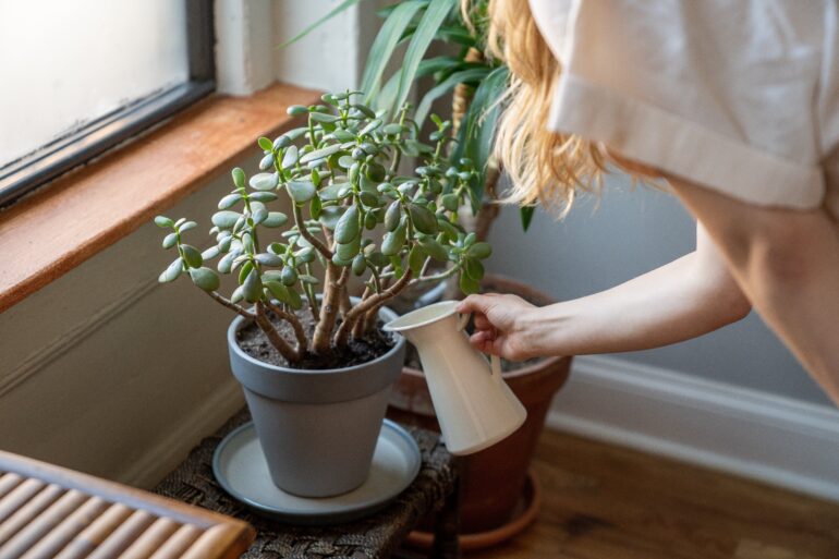 vanding af indendørs planter