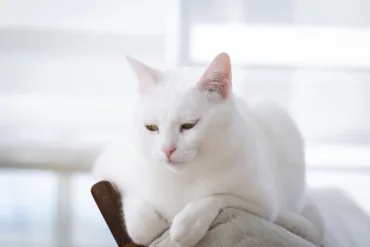 velikokrat vidite belo mačko