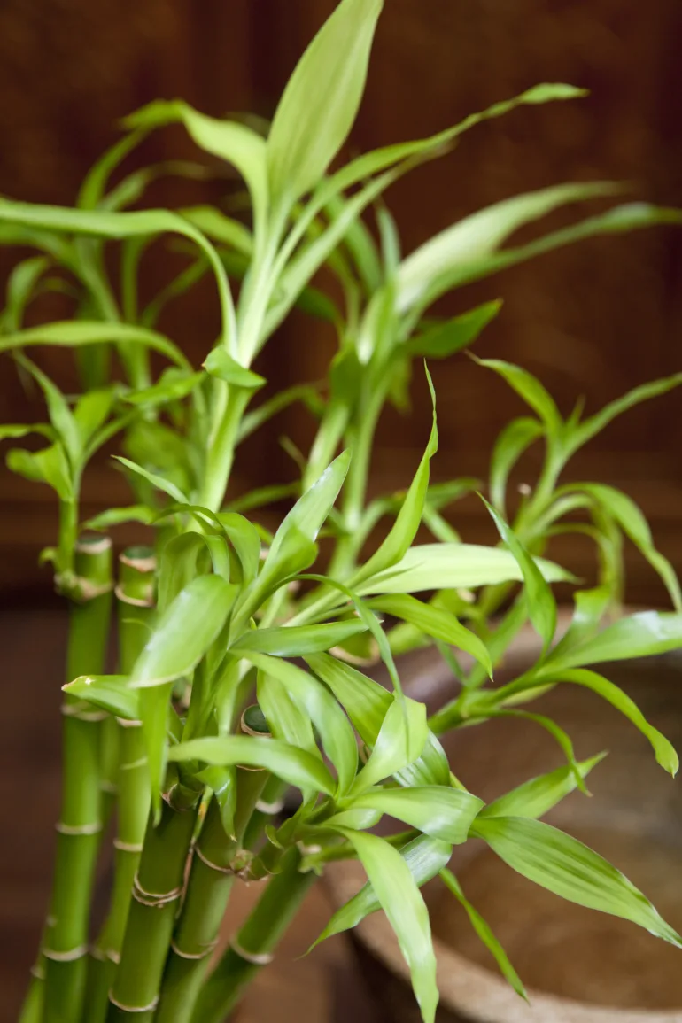 planter